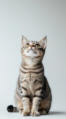 Fototapeta premium Beautiful Oriental cat is sitting on a white background. Looking forward. The cat's eyes are wide open, giving it a curious and alert appearance . Copy space . 