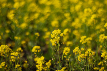Close up yellow mustard flower 