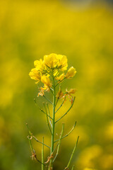 Close up yellow mustard flower 