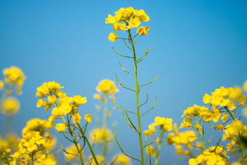 Obraz premium Yellow mustard flower with blue sky background