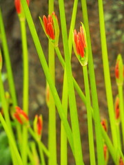 秋の野原に生える赤い彼岸花の蕾み