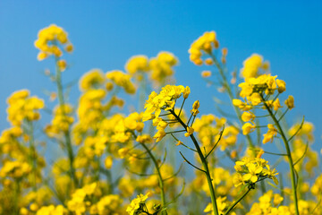 Yellow mustard flower with blue sky background