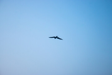 A bird flying in the sky