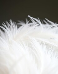 Soft, downy white feathers forming a delicate, airy texture, abstract, wing