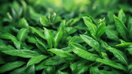Fototapeta premium Green leaves background with three upward-pointing arrows also composed of leaves