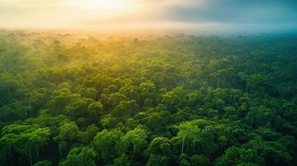Aerial view of a lush vibrant green forest canopy with mist