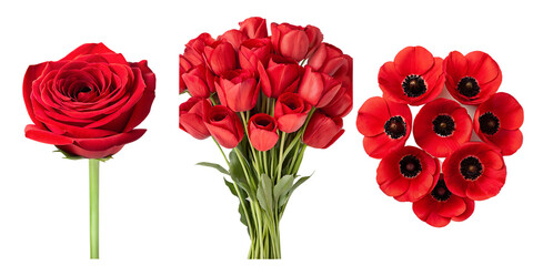 Three Different Style Red Flower on White - Vibrant Red Flower, Floral Decoration, Elegant Red Bloom, Cut Out