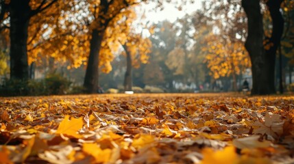 A low angle view of autumn leaves and trees
