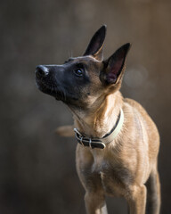 A young female belgian malinois dog 