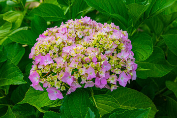 Close-up of hydrangea flower