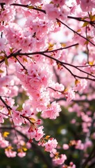 Obraz premium Delicate pink cherry blossoms frame a blooming pink tree, soft spring light, Japanese cherry, bloom, floral design