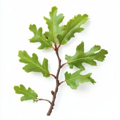 Kopgzdevth_210368002658_00634_a_oak_twig_with_a_brown_stem_and__c9e57483-5886-4c79-ab46-3a817f518ac4_4 Kopgzdevth_210368002658_00634_a_oak_twig_with_a_brown_stem_and__c9e57483-5886-4c79-ab46-3a817f518