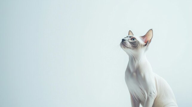 Sphynx cat is sitting on a white background. Looking forward. The cat's eyes are wide open, giving it a curious and alert appearance . Copy space .