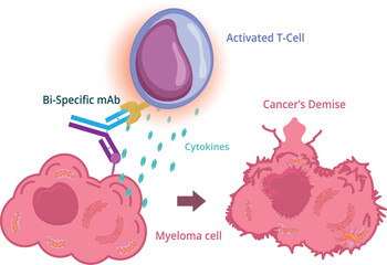 Bi-specific monoclonal antibody cancer immunotherapy schematic illustration. Illustration of antibody facilitating of attack of cancer cell