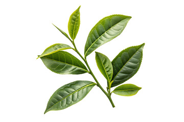 Green tea leaves nature isolated on transparent png background