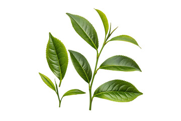Fototapeta premium Green tea leaves nature isolated on transparent png background