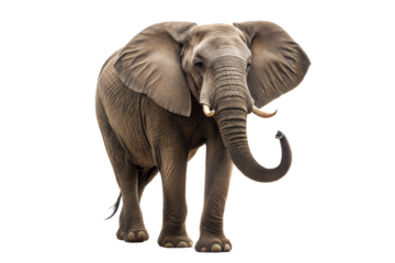 Grey African elephant walking alone isolated on transparent background