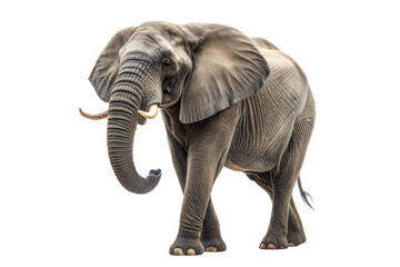 Obraz premium Grey African elephant walking alone isolated on transparent background