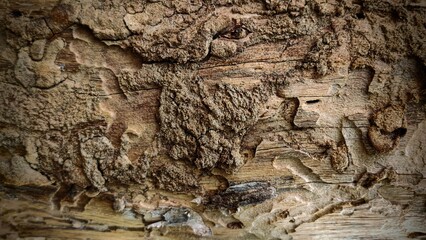 Close-up of the traces left by termites eating wood
