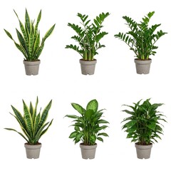 Fototapeta premium Various lush green houseplants in stylish ceramic pots isolated on white background 