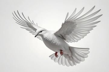 Fototapeta premium White dove in flight, wings spread wide against a light grey background.