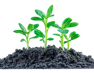seedlings growing in soil - green plants on white background
