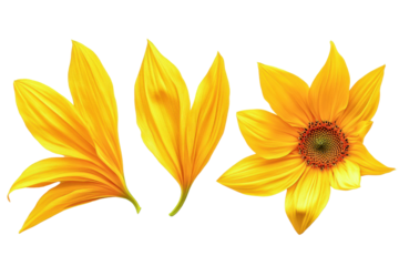 sunflower petals and bloom - isolated on black