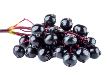 elderberries cluster - isolated dark berries
