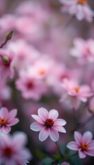 Soft focus floral bokeh, pastel hues, blurred petals, dreamy atmosphere, subtle, ethereal