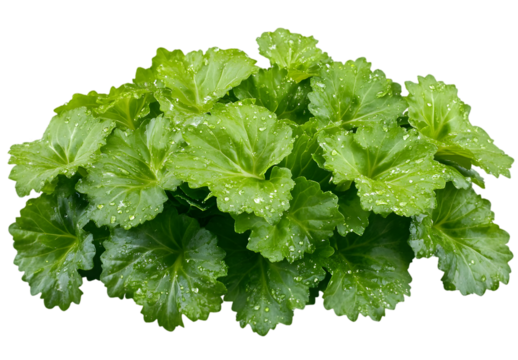 Bright green foliage of a plant with scalloped edges on a transparent background