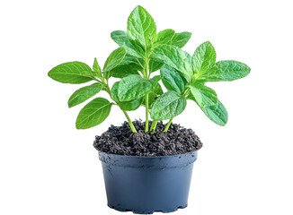 mint plant in pot - fresh green herb sapling