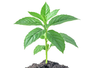 green plant sprout growing in soil