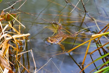 European toad (Bufo bufo) animal species swiming on the water surface