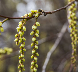 In early spring, a close-up of a small worker bee on a flower. Yellow-green flowers close-up in a garden in Vienna.