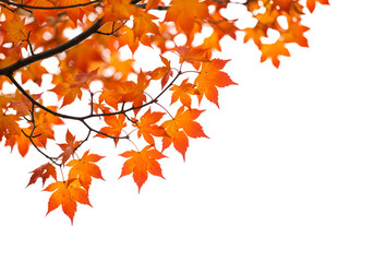 Autumn Maple Leaves Fall Background isolated on transparent background