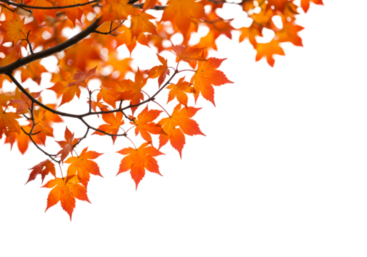 Autumn Maple Leaves Fall Background isolated on transparent background - Powered by Adobe