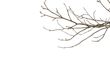 Obraz premium Minimalist botanical illustration of wooden branches with earthy tones and watercolor texture.