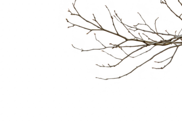 Minimalist botanical illustration of wooden branches with earthy tones and watercolor texture.