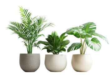 Obraz premium A Photorealistic Indoor Plant Arrangement.