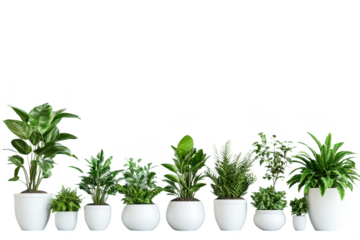 Monstered areca palm, and ferns in minimalist ceramic pots for modern home decor.