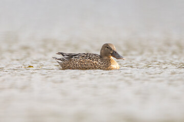 The Northern Shoveler (Spatula clypeata) is a migratory duck with a large, spoon-shaped bill. Found in wetlands worldwide, it feeds by filtering water for small invertebrates.