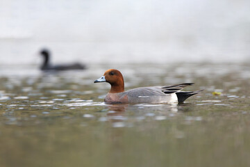 The Eurasian Wigeon (Mareca penelope) is a medium-sized dabbling duck with a distinctive chestnut head, creamy forehead, and gray body, commonly found in wetlands across Europe, Asia, and Africa
