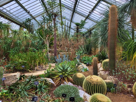 cactus in a greenhouse at Kew garden