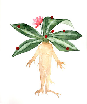 Watercolor illustration of Mandragora officinarum with green leaves and pink flower