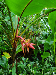 Banana red flower in the jungle