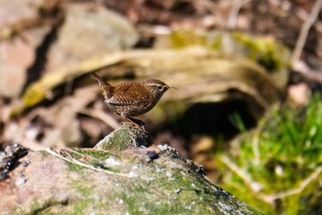  Zaunkönig Männchen ( Troglodytes troglodytes )  bei der Futtersuche