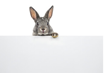 Obraz premium A fluffy grey rabbit peers inquisitively over a blank white sign, looking at the camera.