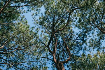 Pine canopy reaching for sky:  Low angle shot capturing a majestic canopy of pine trees against a clear blue sky, creating a sense of peace and the majesty of nature