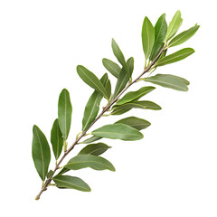 Naklejka premium Lush green branch with vibrant leaves isolated on black background,