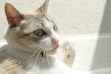 毛づくろいをする猫